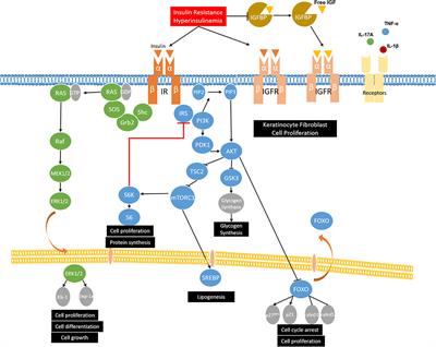 Metabolic Syndrome and Skin Diseases
